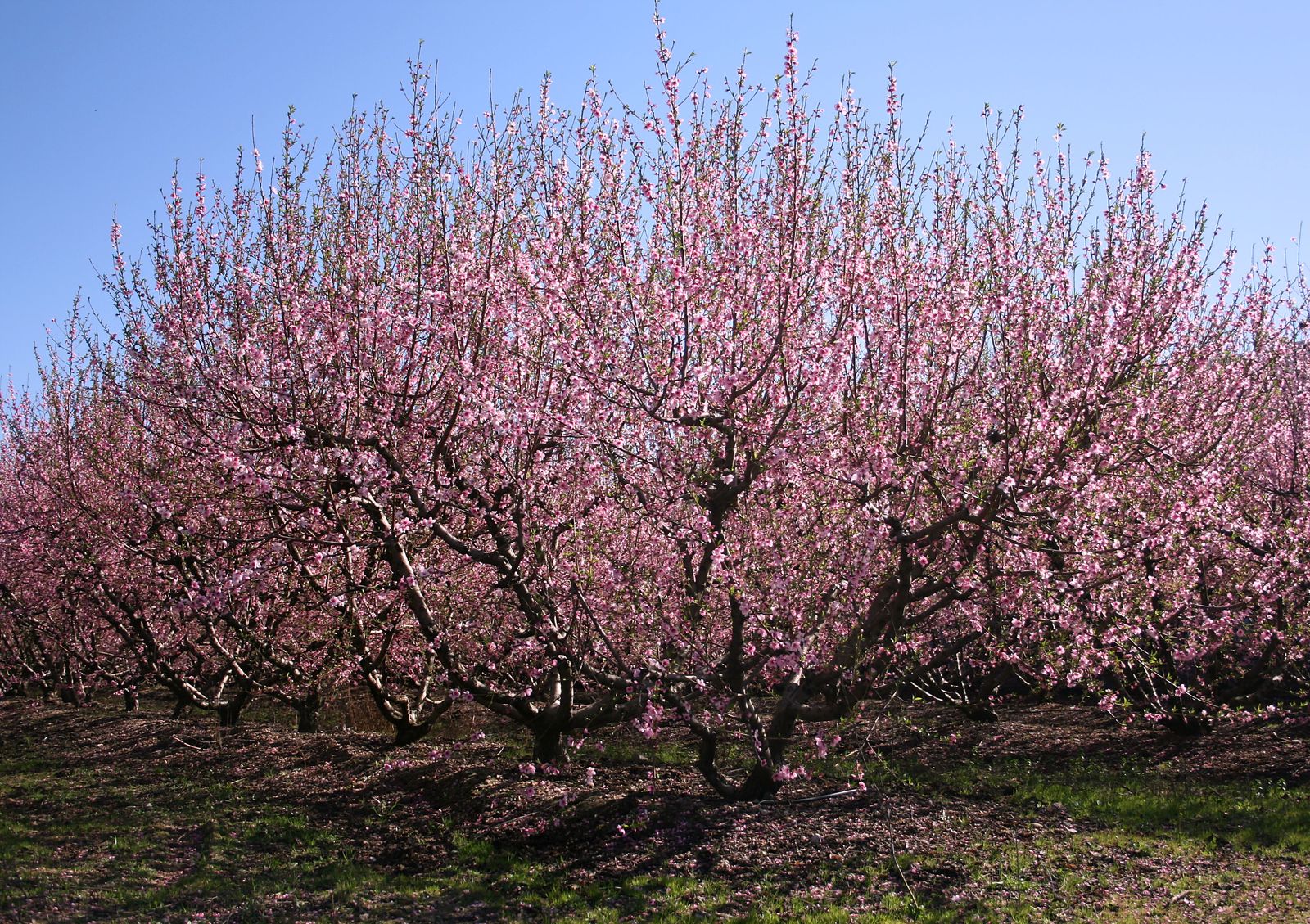 Prunus_persica_P.jpg