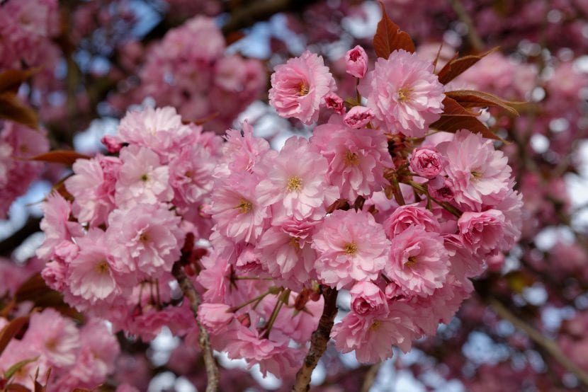 Prunus_serrulata_Kanzan-830x554.jpg