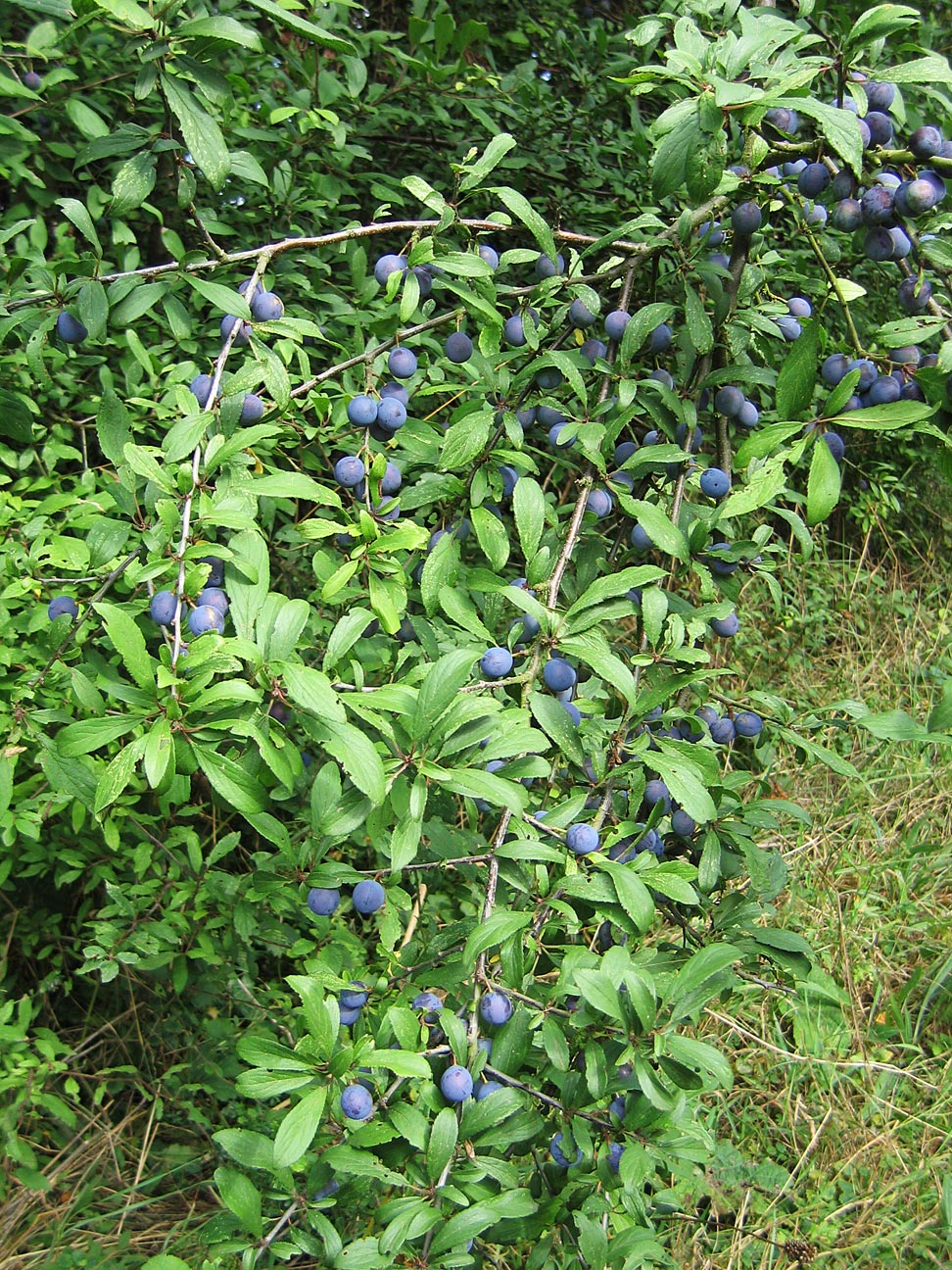 Prunus_spinosa_heavy_with_sloes.jpg