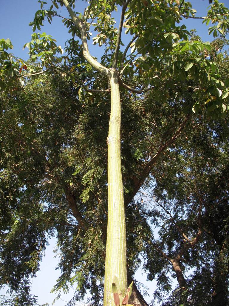 Pseudobombax%20ellipticum%20Alba%20TA%20MMZ%20Y12908%20N007.jpg