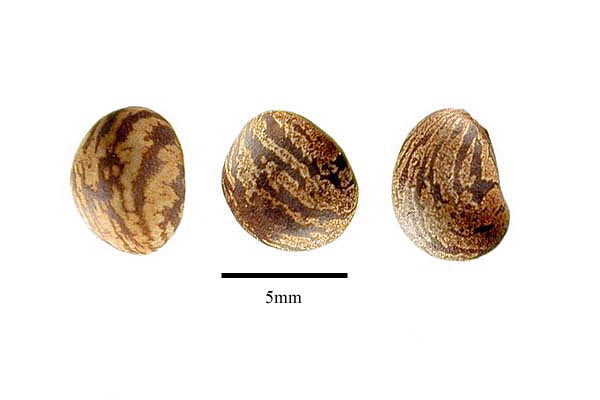 Pseudobombax_grandiflorum_seeds.jpg