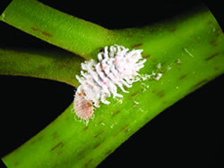 pseudococcussps1.jpg