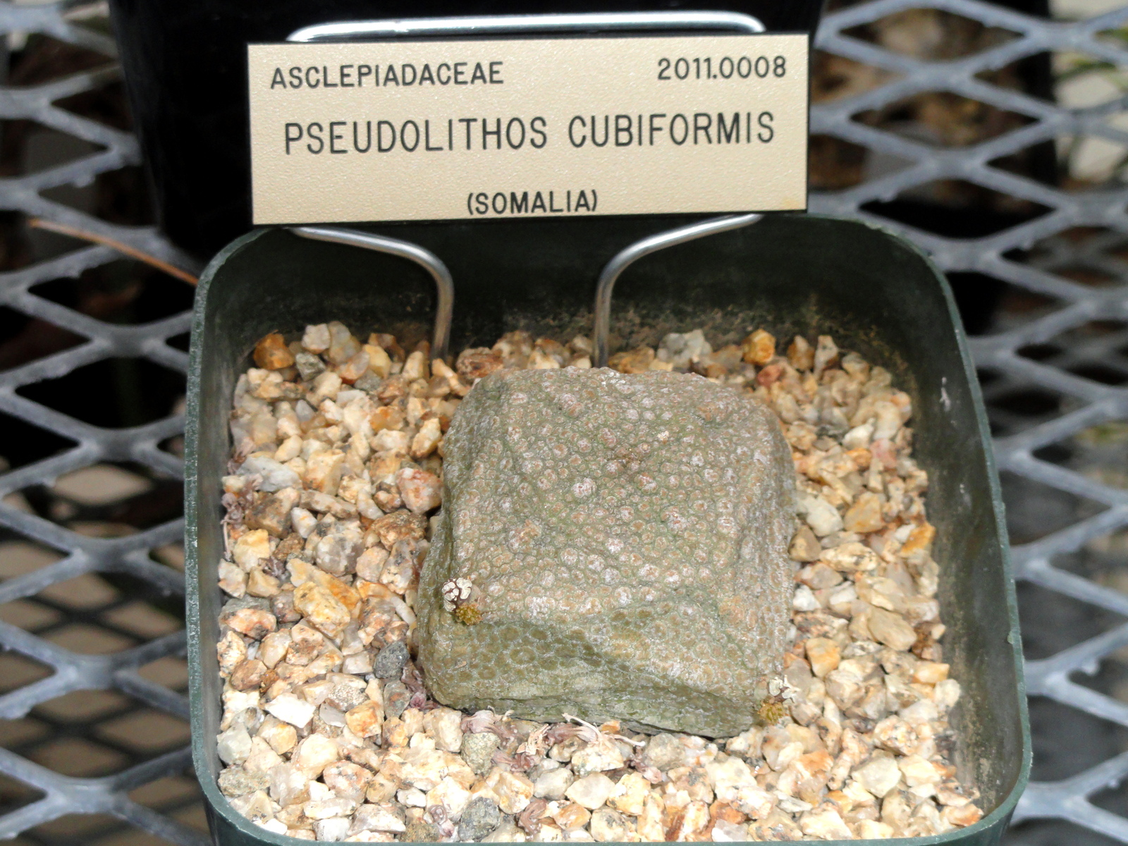 Pseudolithos_cubiformis_-_University_of_California_Botanical_Garden_-_DSC08854.JPG