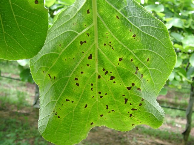 pseudomonassyringaepvac.jpg