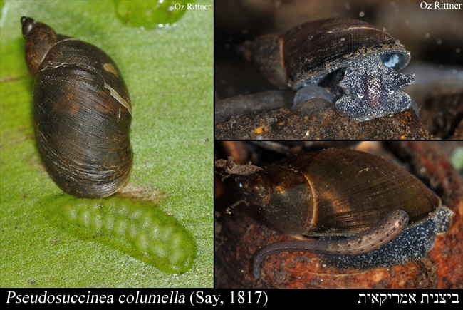 Pseudosuccinea%20columella.jpg