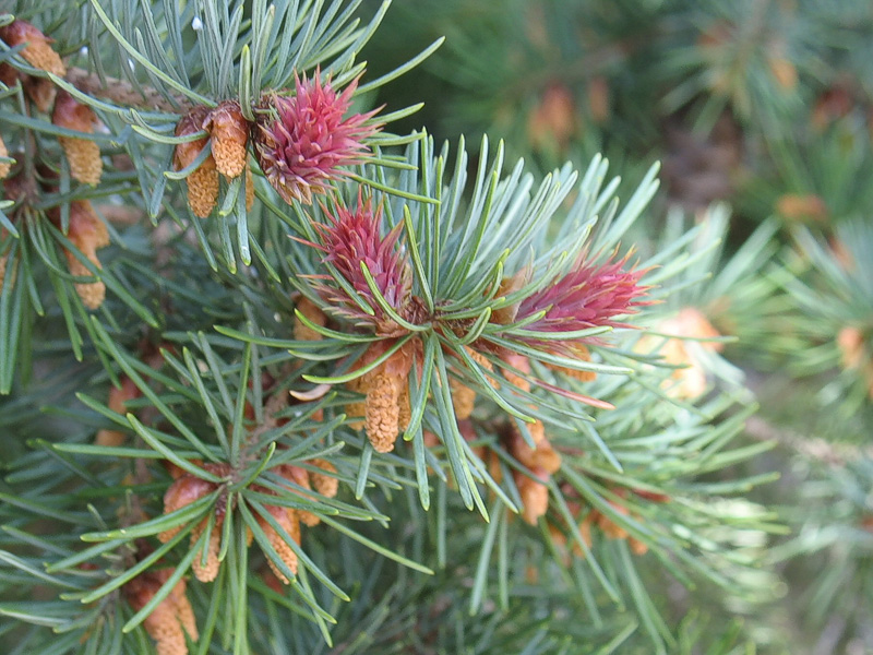 pseudotsuga_menziesii.jpg