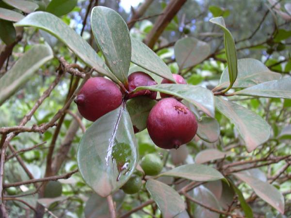 Psidium_cattleianum_fruit.jpg