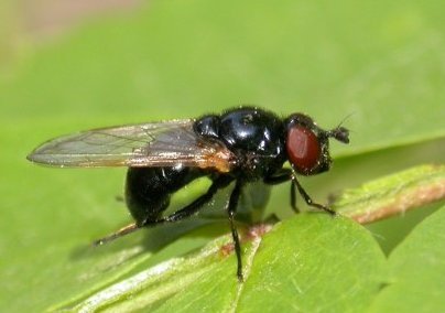 Psilota_anthracina.jpg