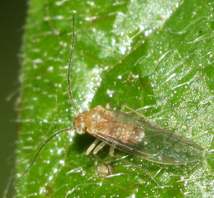 Psocoptera%204.jpg