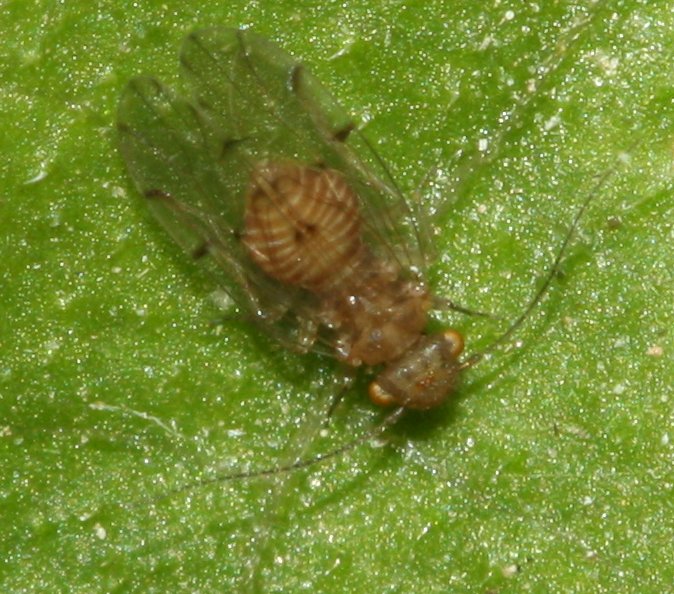 Psocoptera%206.jpg