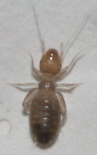 Psocoptera%20proc.jpg