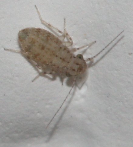 Psocoptera%20proc0a.jpg