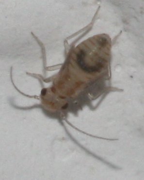 Psocoptera%20proc1.jpg