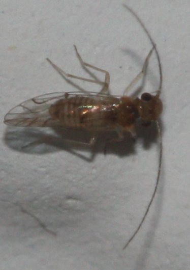 Psocoptera%20proc2.jpg