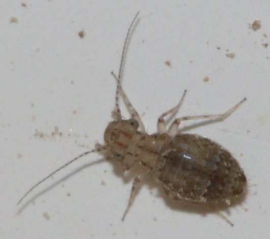 Psocoptera%20sp%202.jpg