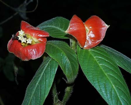 Psychotria-poeppigiana.jpe