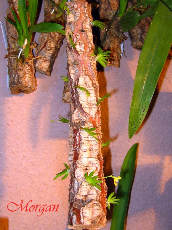 Psygmorchis%20pusilla%2001.jpg