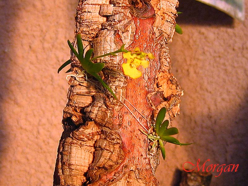 Psygmorchis%20pusilla%2002.jpg