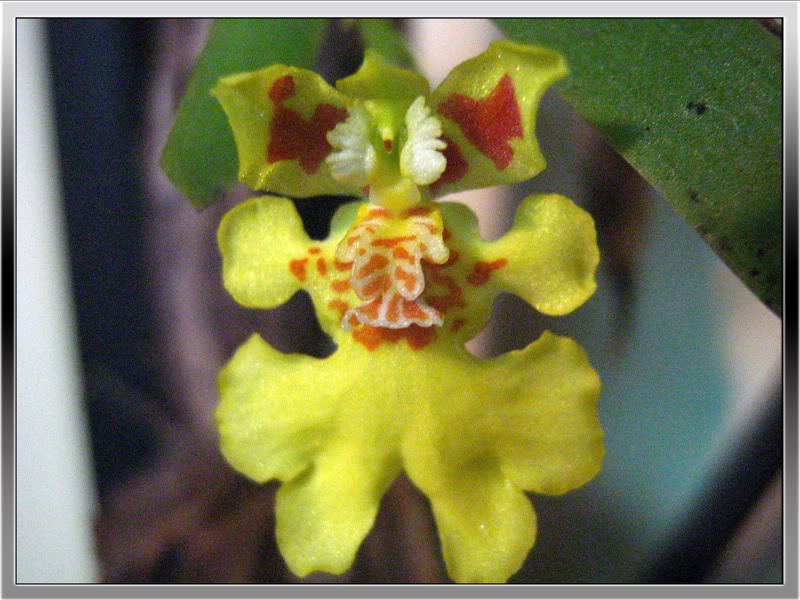 psygmorchispusilla3copy.jpg