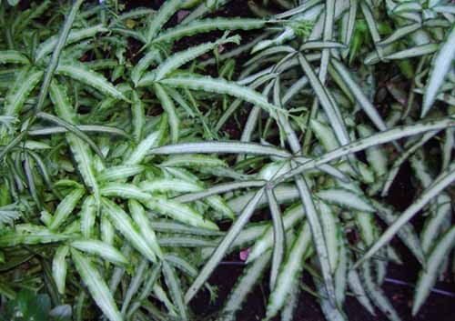 pteris2.jpg