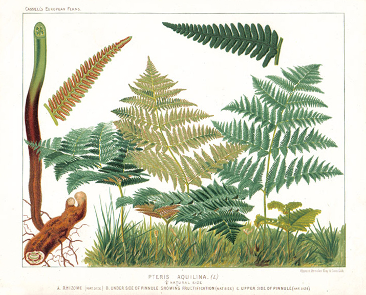 Pteris_aquilina.jpg