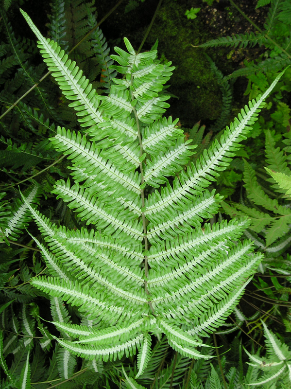 Pteris_argyrea.png