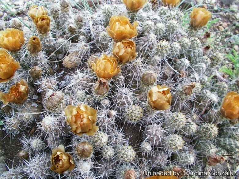 Pterocactus_australis_23295_l.jpg