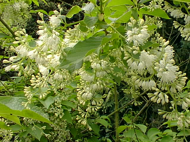pterostyrax.jpg
