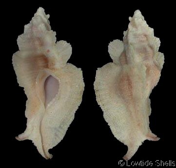 Pterynotus_pinnatus_2.jpg