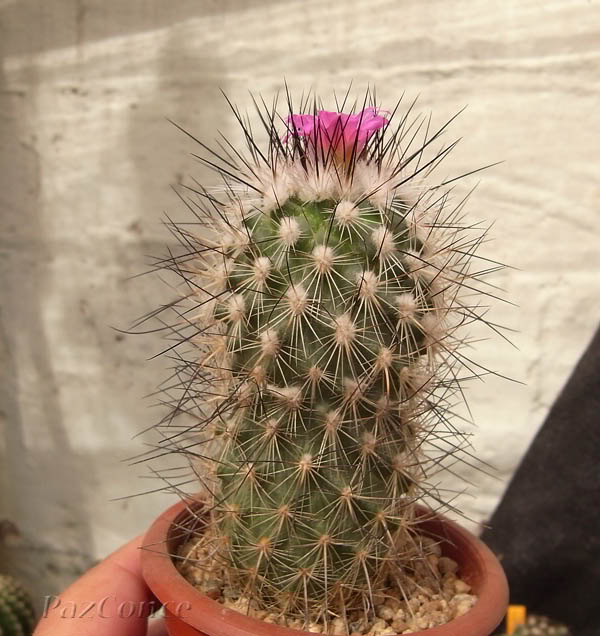pTurbinicarpusviereckii1a.jpg