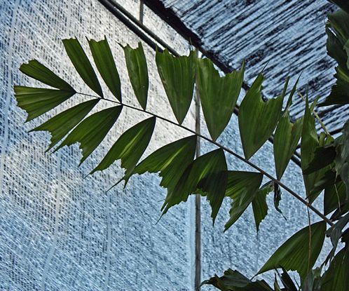 Ptychosperma_caryotoides_leaf.jpg