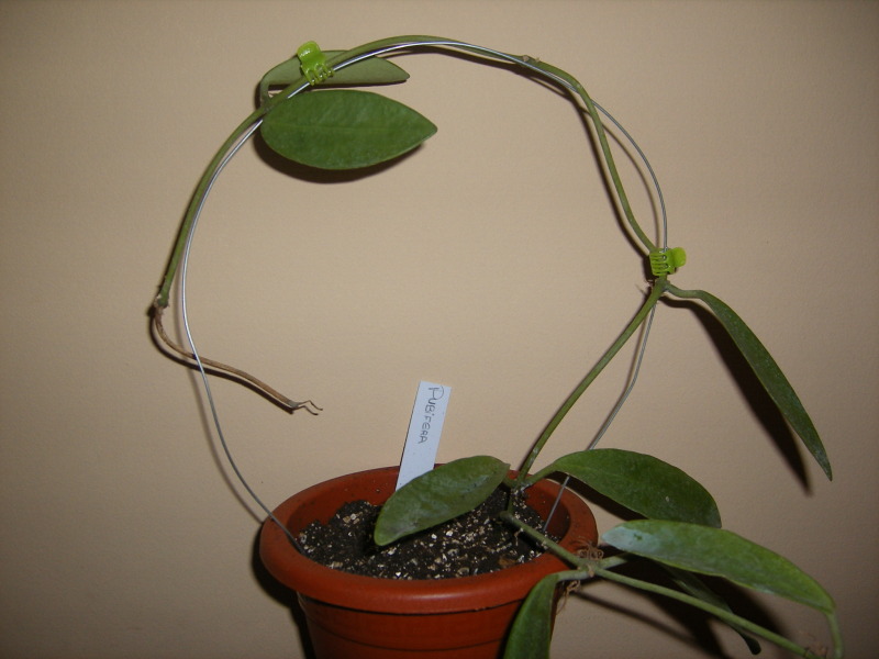 PUBIFERA.jpg