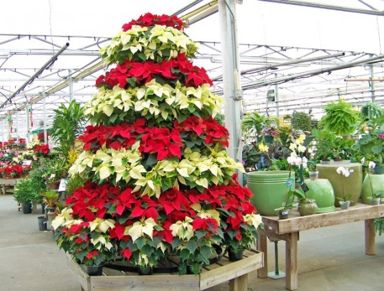 publicdomainpictures.net-1-560x424.jpg