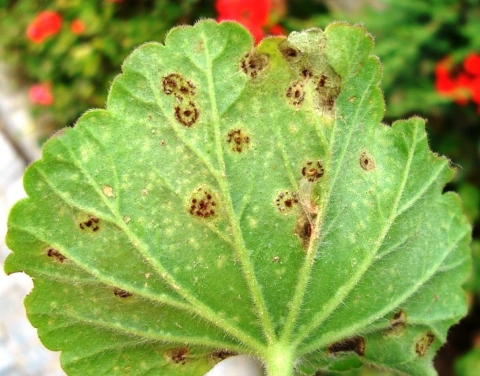 pucciniapelargoniizonal.jpg