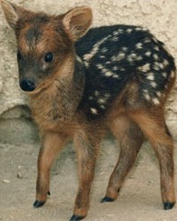 pudu1.jpg