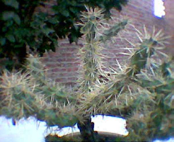puelcheana.JPG