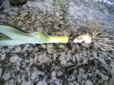 puerro%20de%20mi%20macetohuerto.jpg