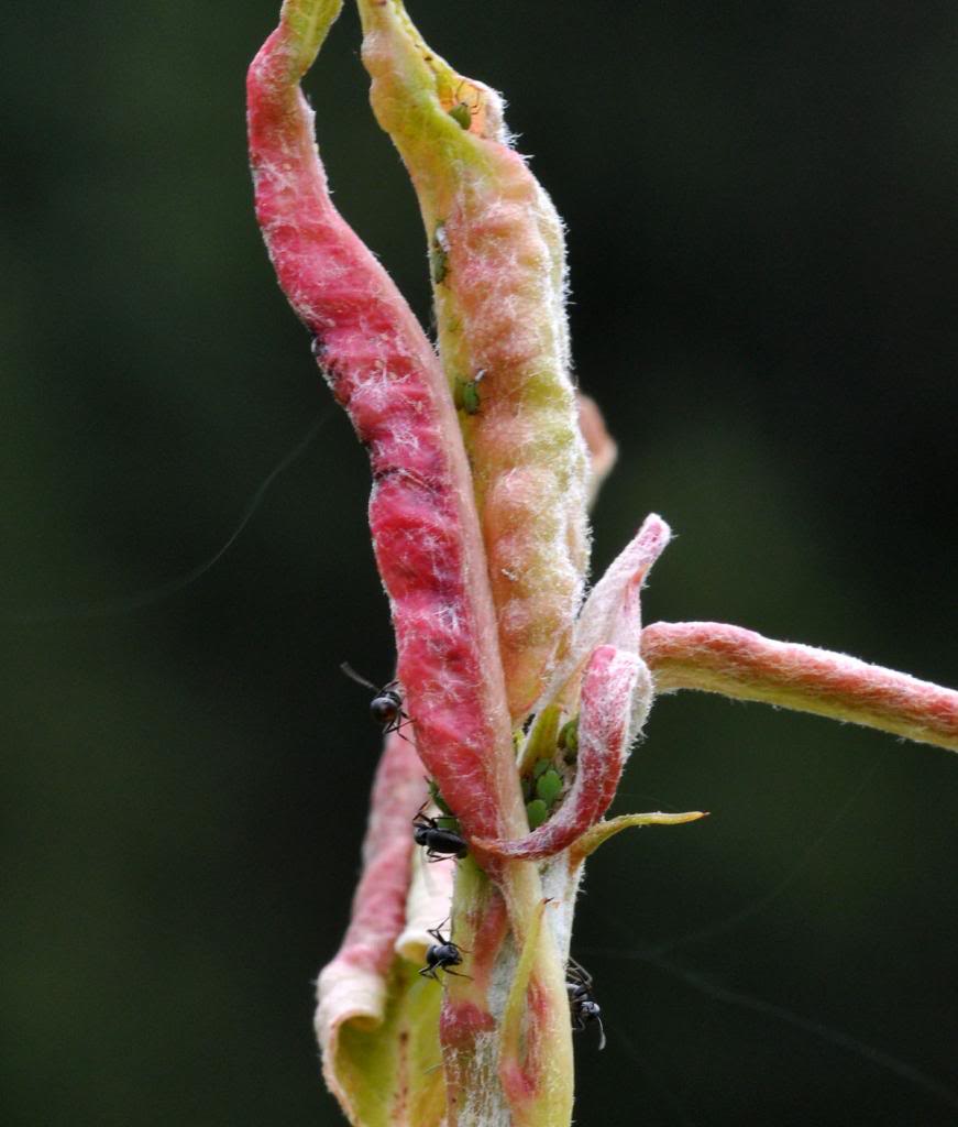 pulgoes1_zps8908cd0e.jpg