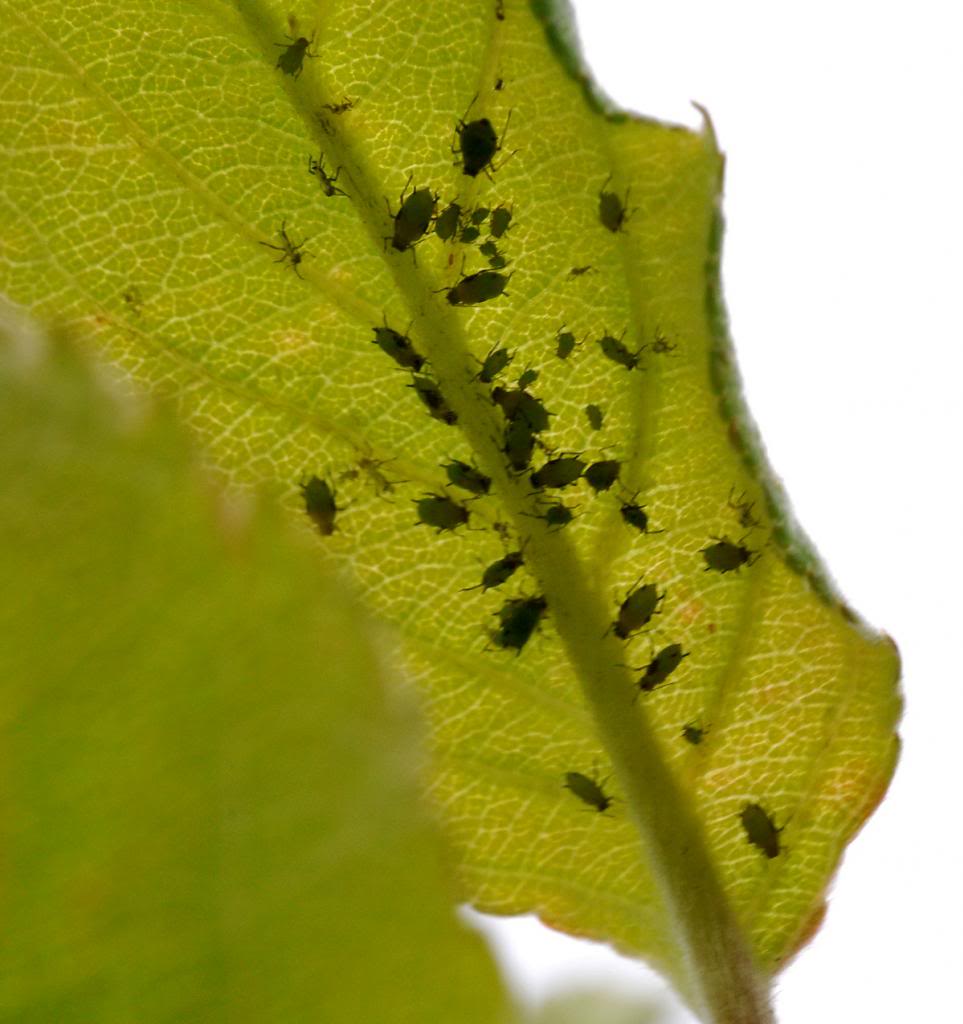 pulgoes4_zps7b77d745.jpg
