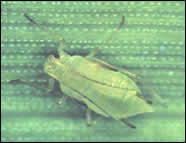 pulgon.jpg