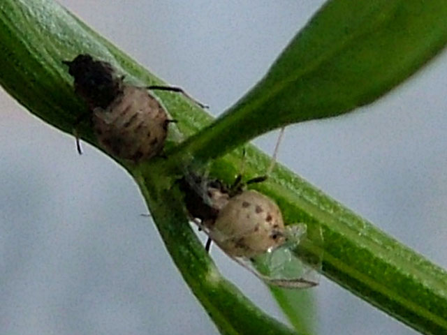 pulgon_verde_del_melocotonero.jpg