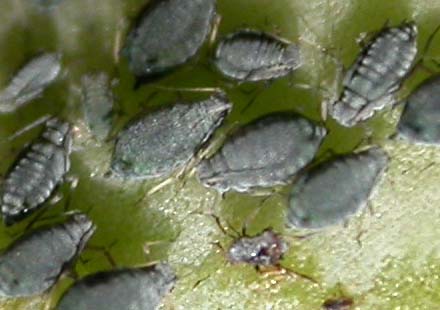 Pulgones%202p.jpg