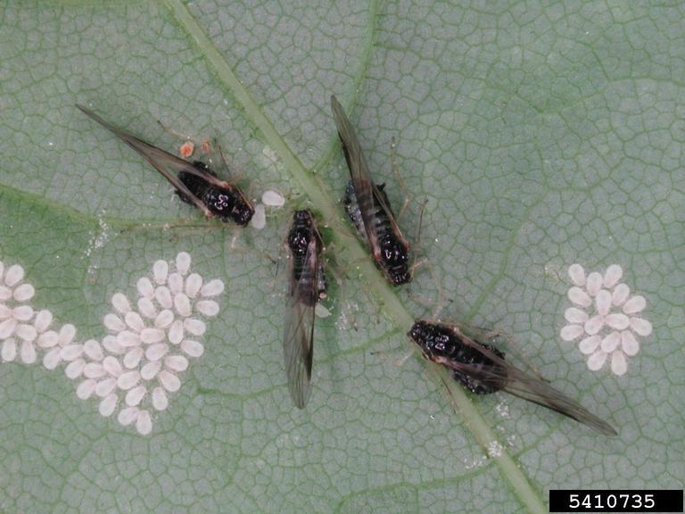 pulgonesperiphylluaceri.jpg
