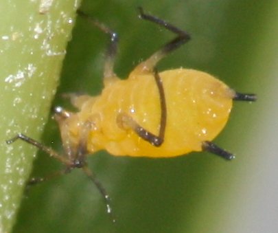 pulgonju.jpg