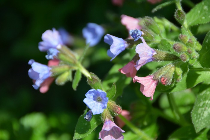 pulmonaria.jpg