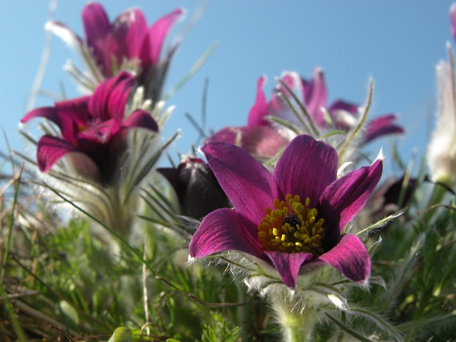 Pulsatilla%20vulgaris%2000012.JPG