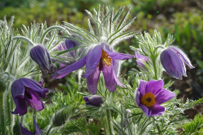 pulsatilla-grandis.jpg