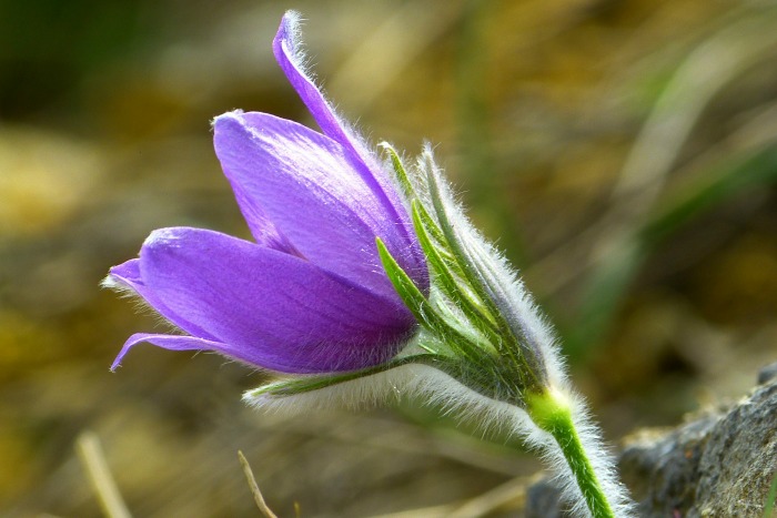 pulsatilla.jpg