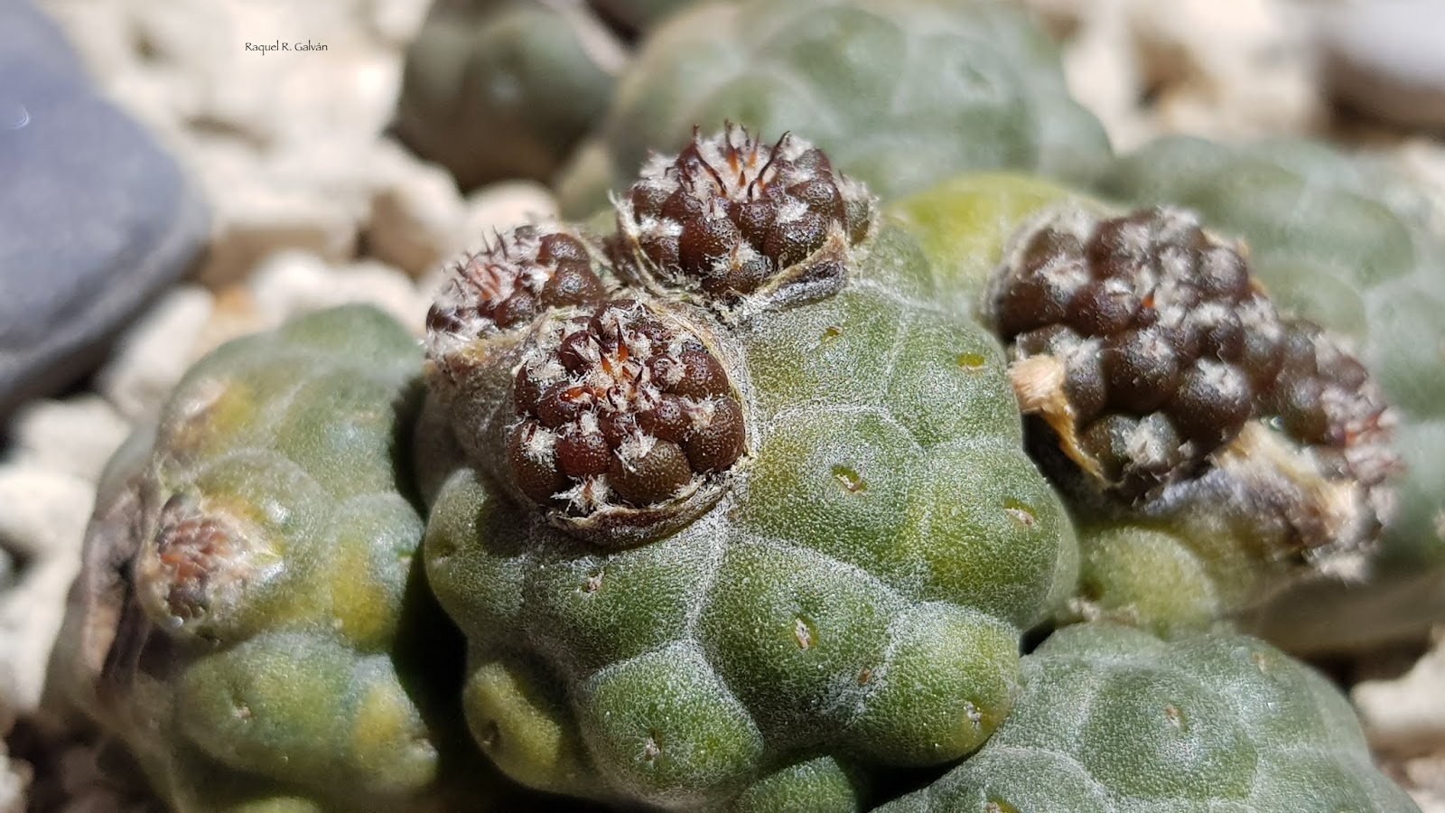 PUNA%2BBONNIAE%2Bsu%25CC%2581per%2Bdetalle.jpg