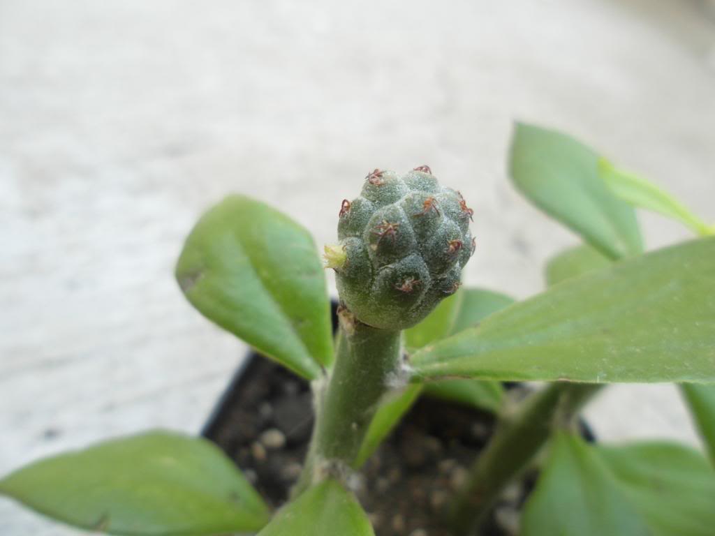 punabonniae_zps64cbe0f4.jpg